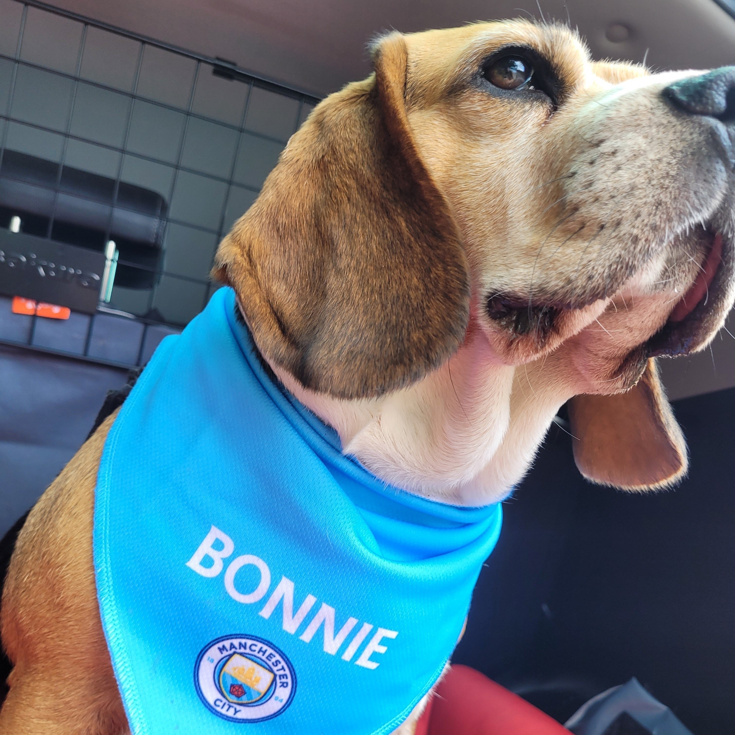 Personalized Man City Dog Bandana