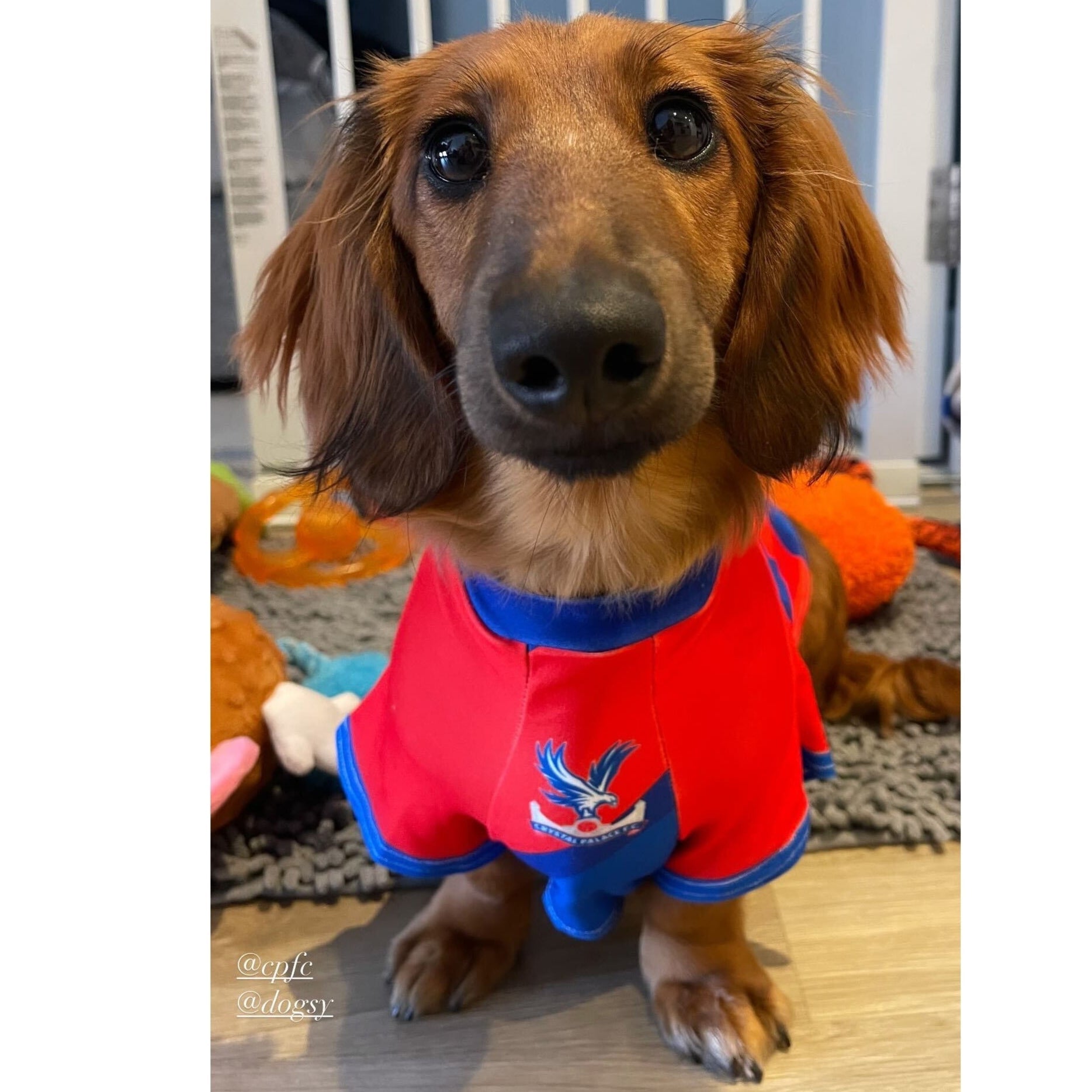 Crystal Palace Dog Shirt