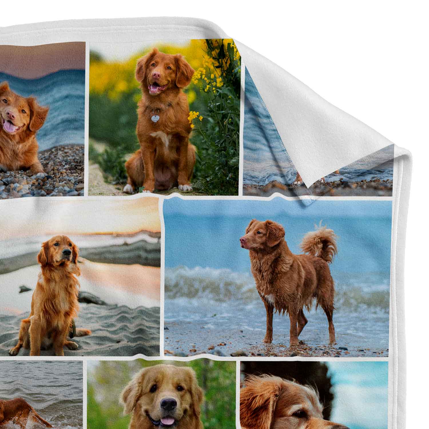 Collage of a brown dog in various outdoor settings