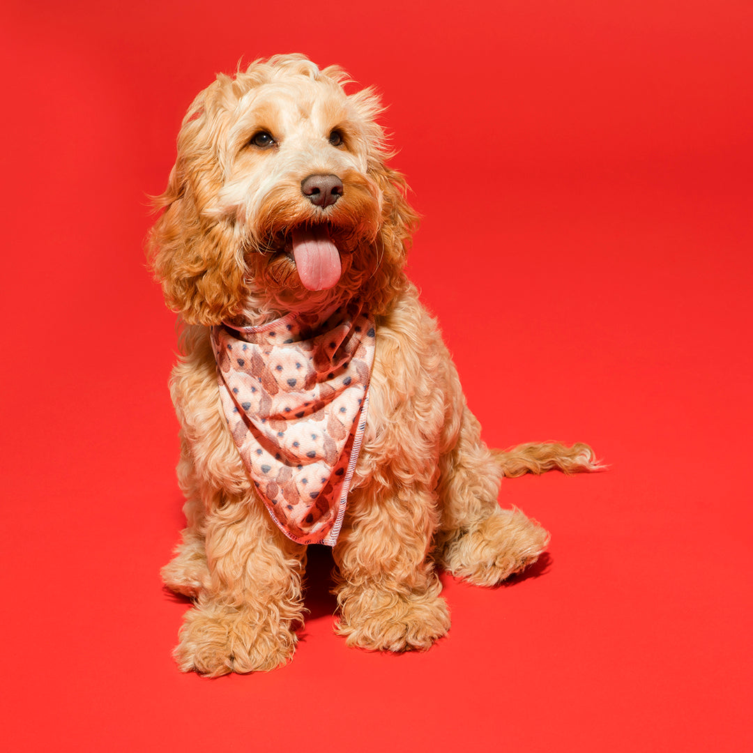 The Dogsy Mash Up Bandana