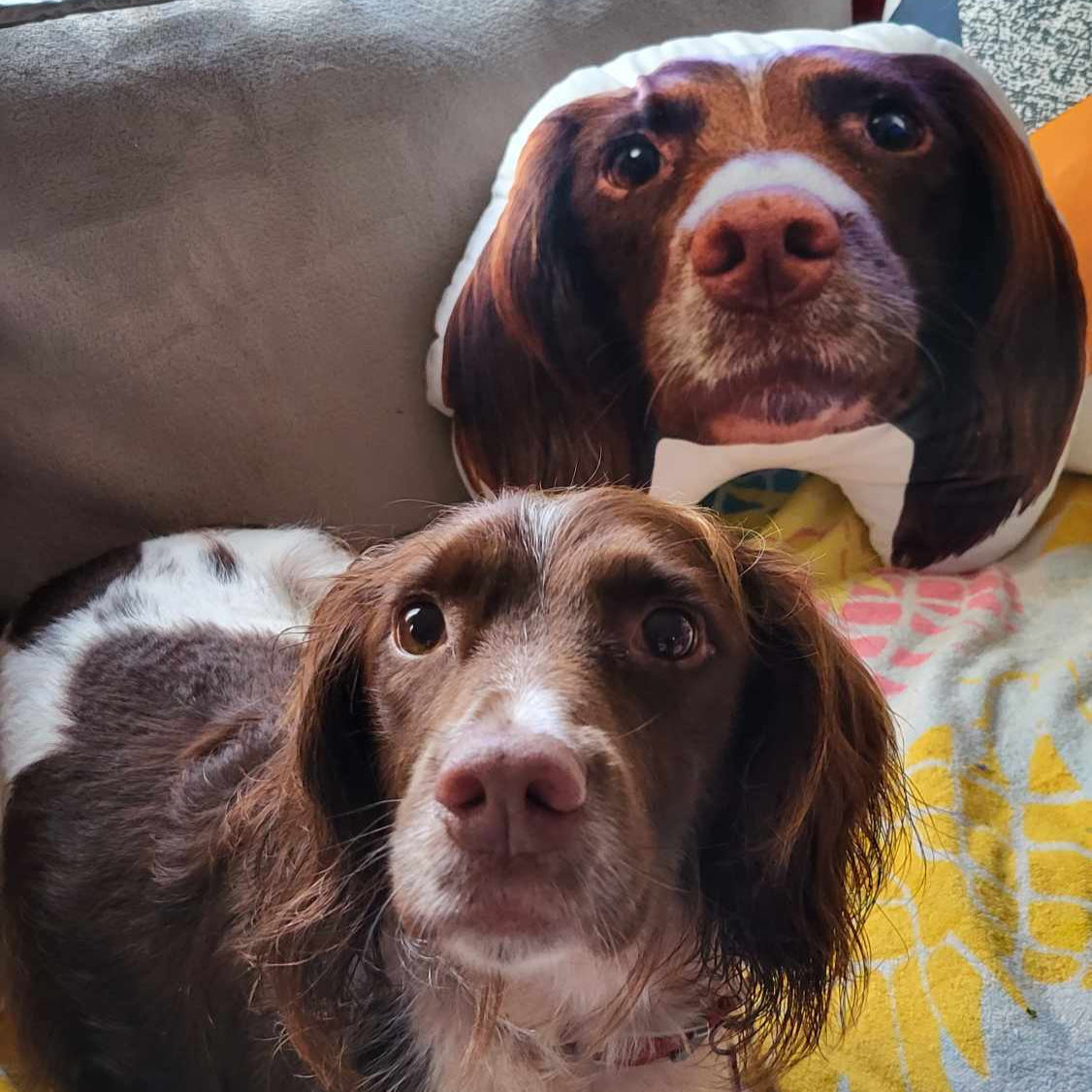 Dog Face Shaped Pillows