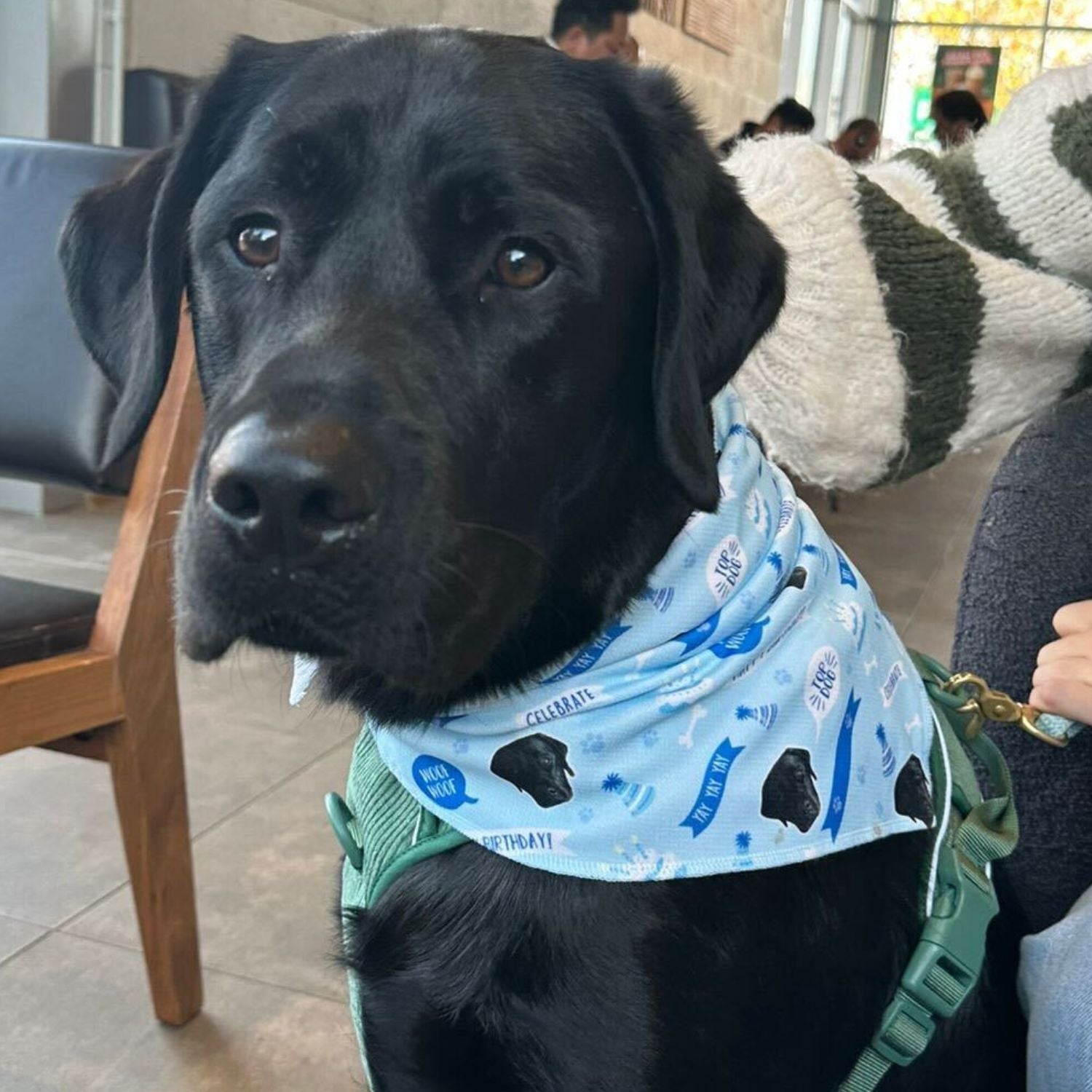 Happy Birthday Personalized Dog Bandana