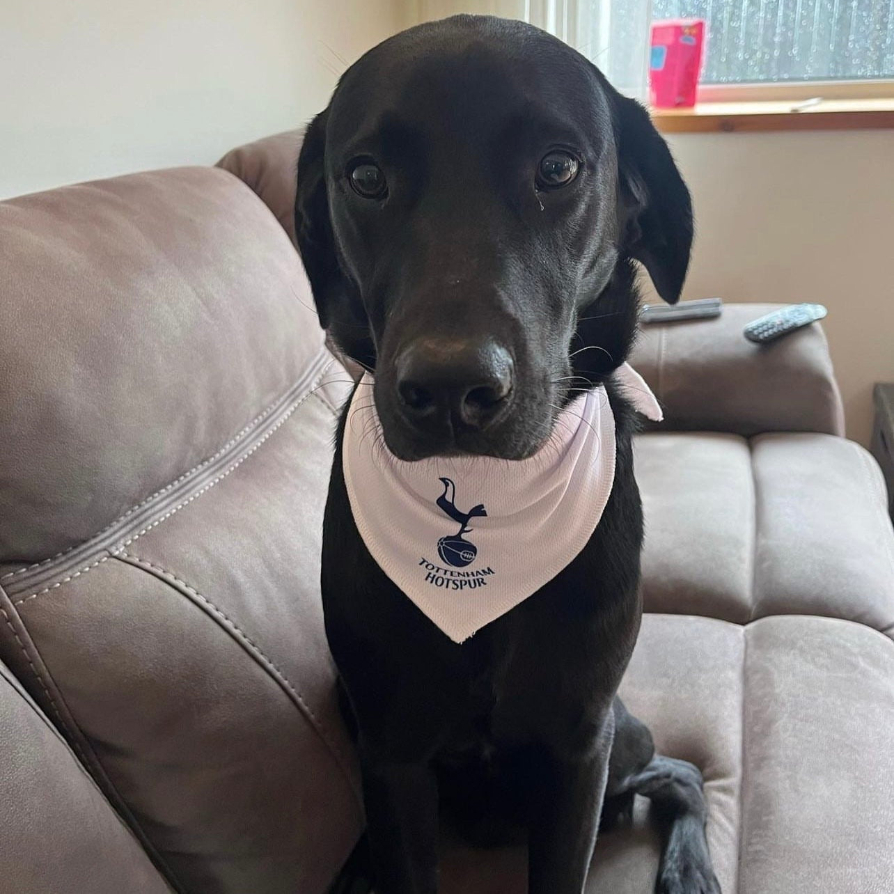 Personalized Spurs Dog Bandana